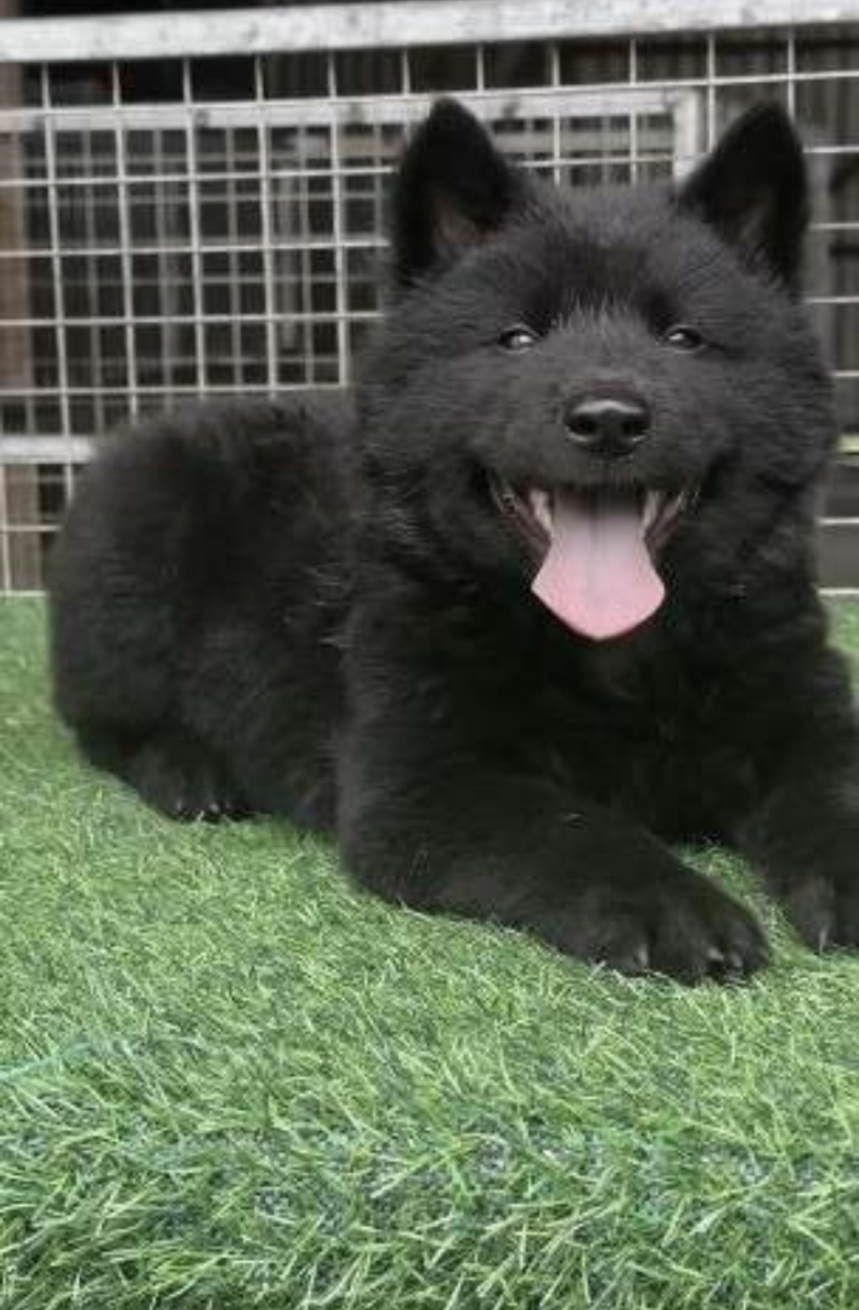 老家养的五黑犬（黑毛、黑鼻、黑眼、黑舌、黑爪）中华田园